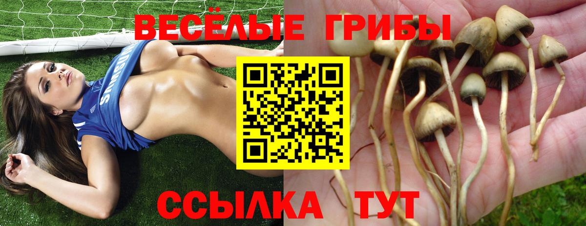Нефтекумск  Галлюциногенные грибы Psilocybe  Вход с VPN 